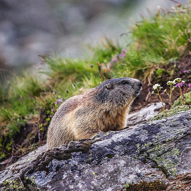 Nationalpark Hohe Tauern in Osttirol