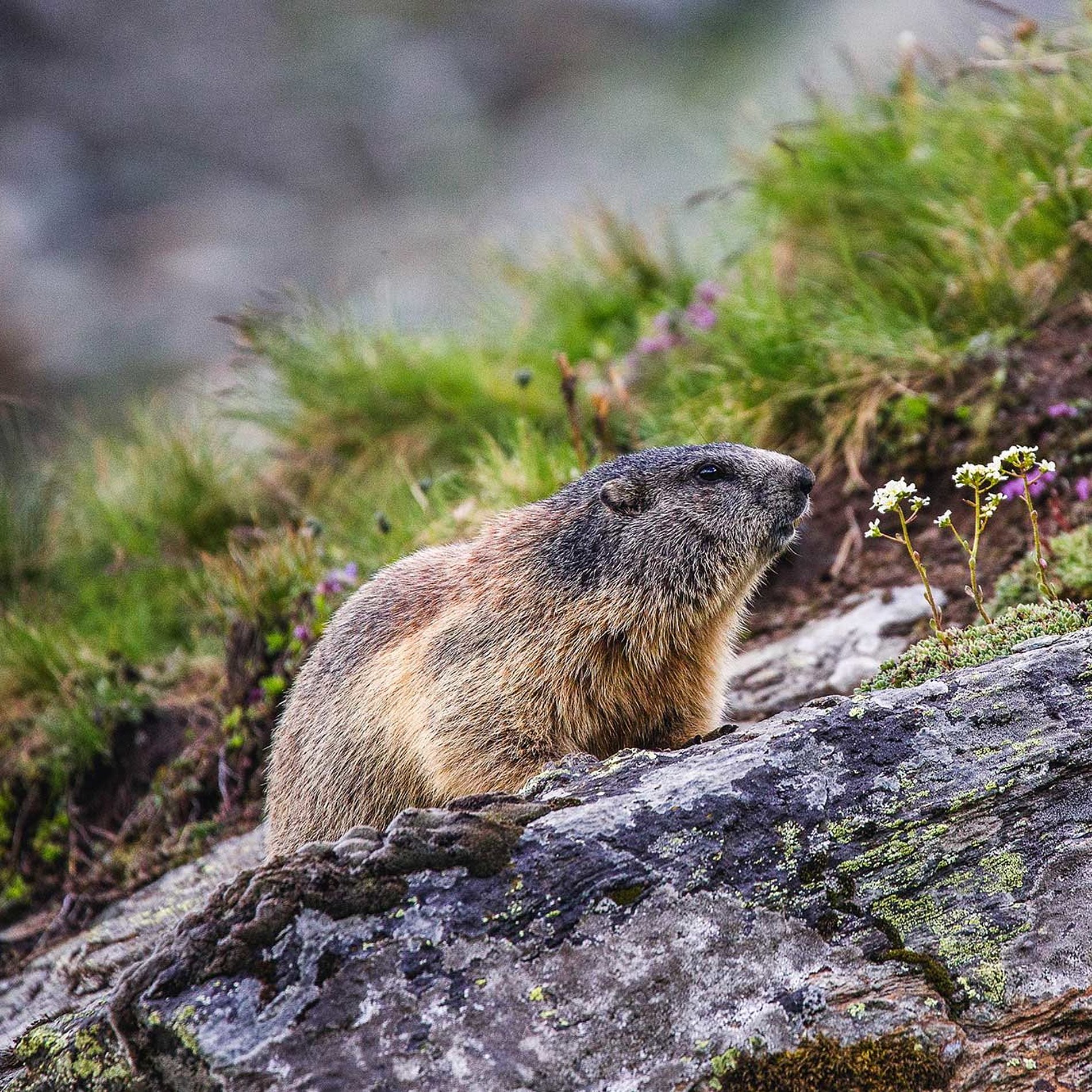 Nationalpark Hohe Tauern in Osttirol