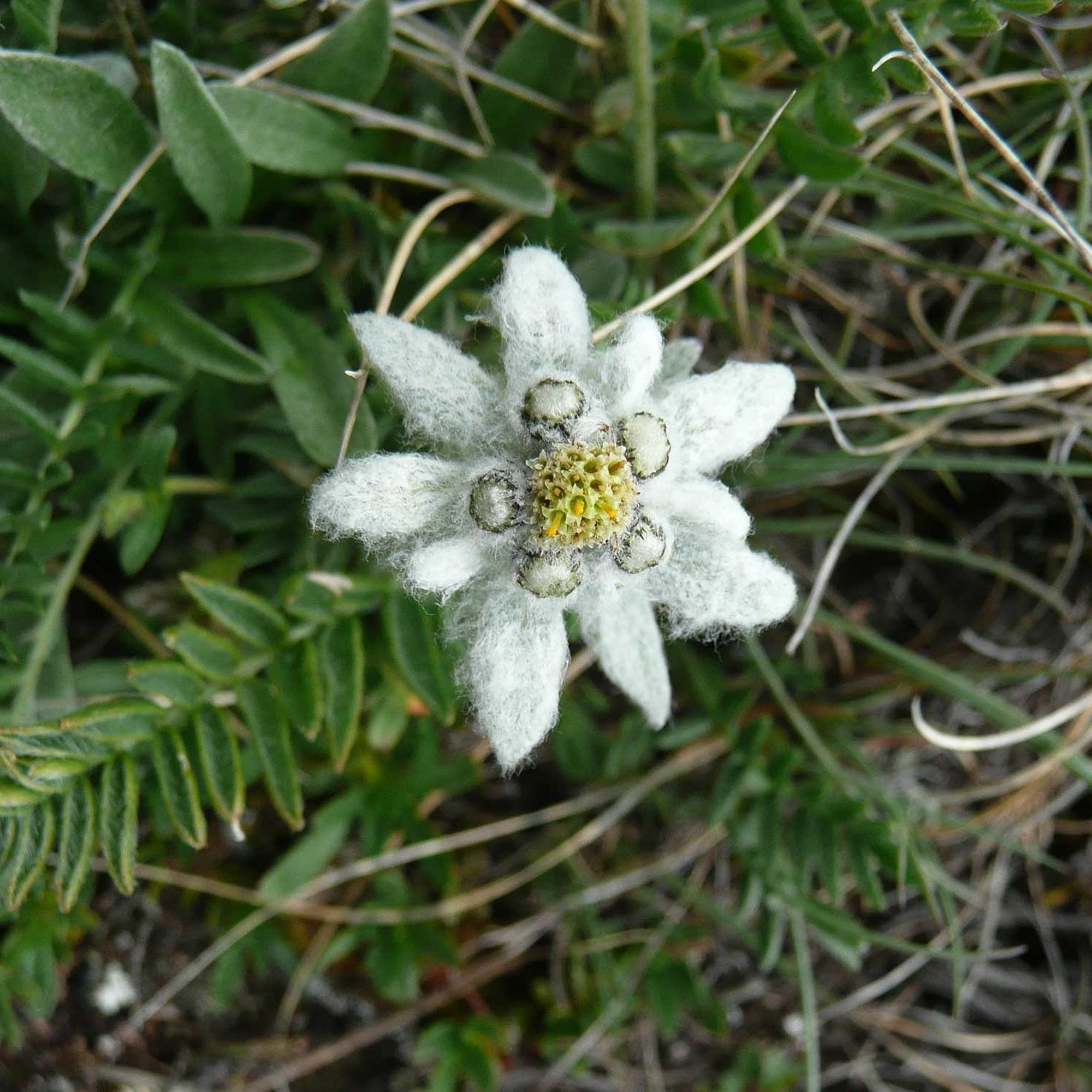 28 Edelweiss 024 01, Osttirol