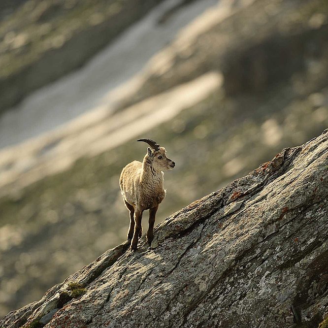 Nationalpark Hohe Tauern in Osttirol