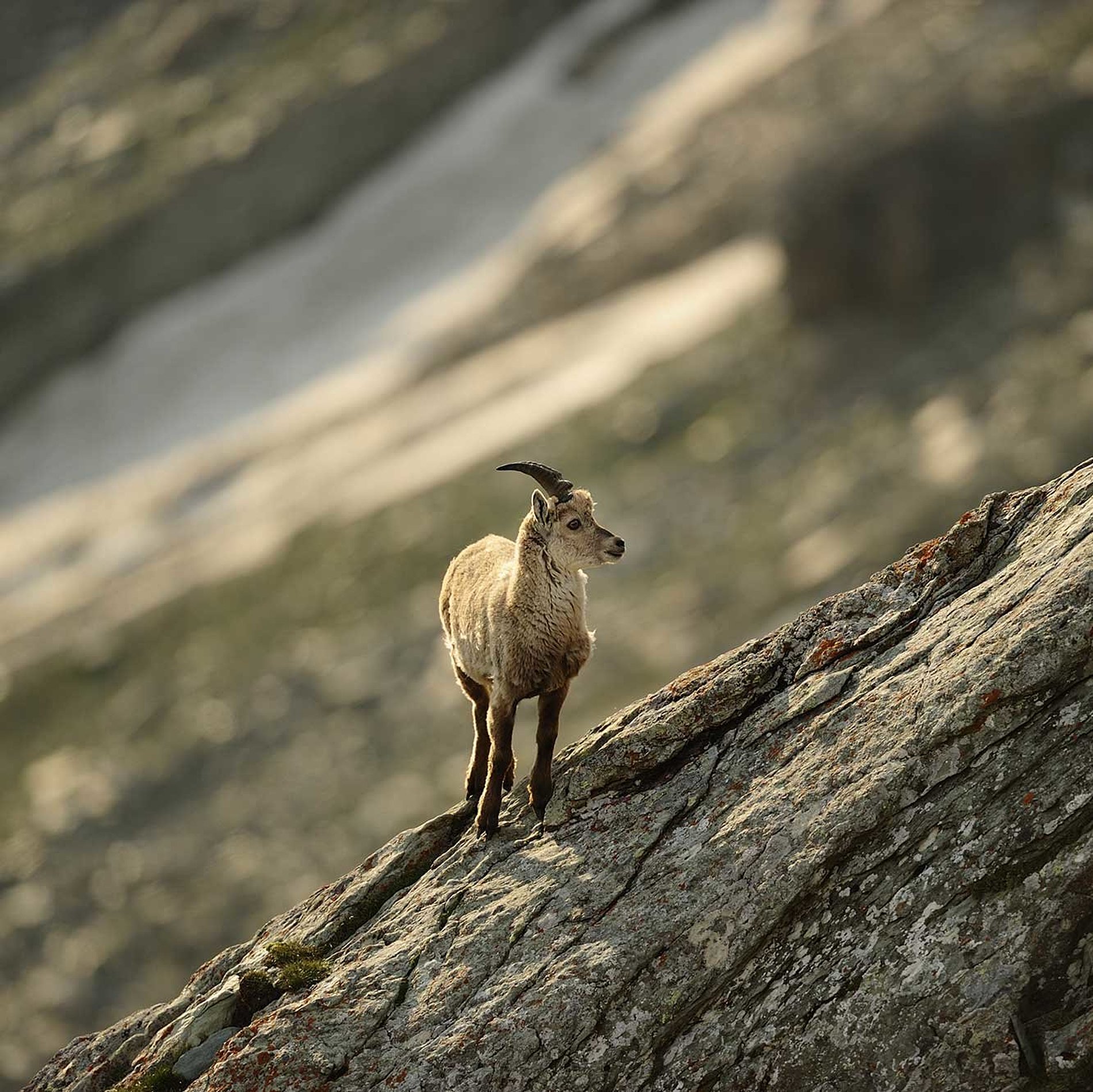 Nationalpark Hohe Tauern in Osttirol