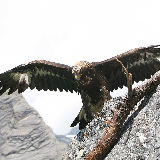 Nationalpark Hohe Tauern in Osttirol
