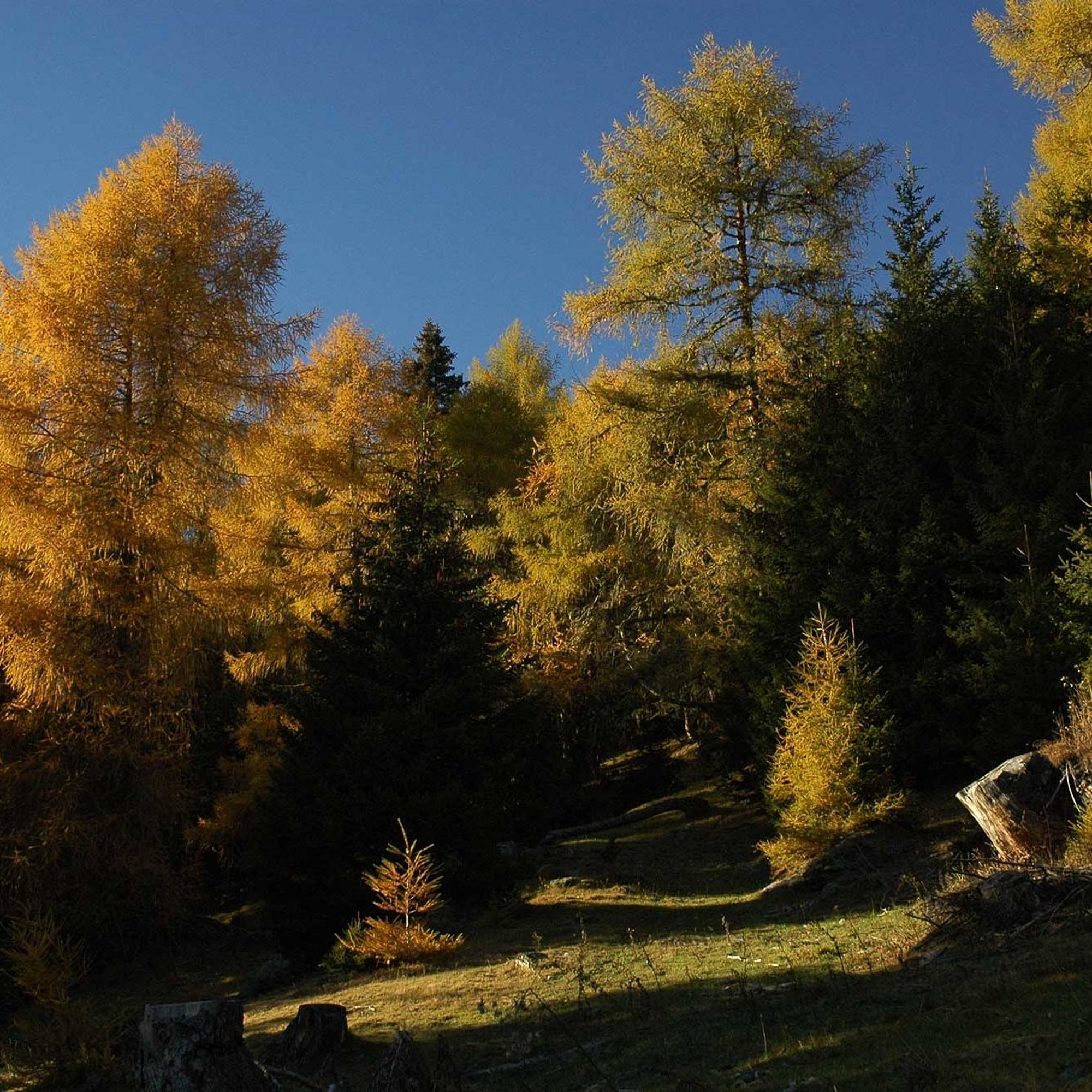 20 Wald 022, Osttirol