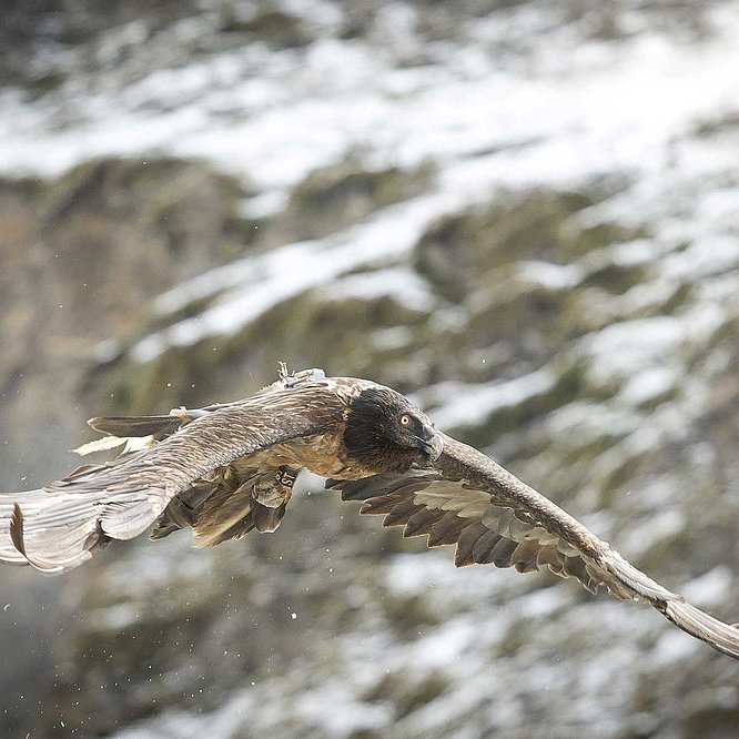 Nationalpark Hohe Tauern in Osttirol